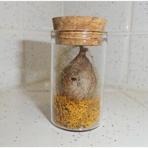 Real Yellow Garden Spider Egg Sack Oddity Jar w/ orange moss curiosity arachnid